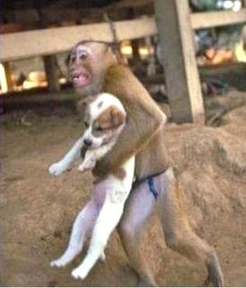 High Quality monkey dog Blank Meme Template
