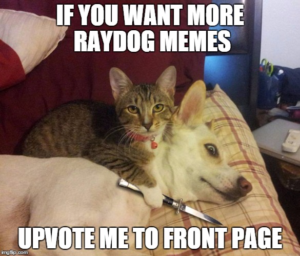 dog hostage | IF YOU WANT MORE RAYDOG MEMES UPVOTE ME TO FRONT PAGE | image tagged in dog hostage | made w/ Imgflip meme maker