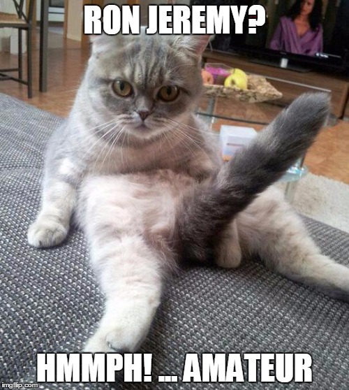 King Kitty | RON JEREMY? HMMPH! ... AMATEUR | image tagged in memes,sexy cat | made w/ Imgflip meme maker