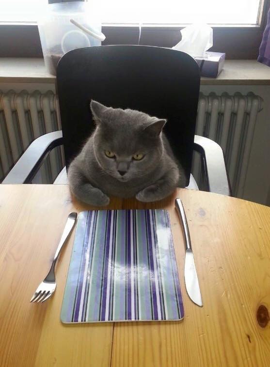 Catsit Blank Meme Template