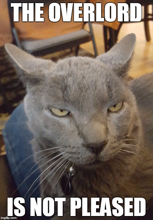 THE OVERLORD IS NOT PLEASED | image tagged in cats,overlord | made w/ Imgflip meme maker