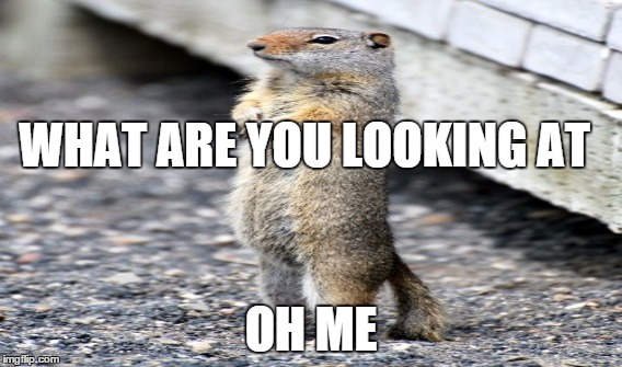 punk | WHAT ARE YOU LOOKING AT OH ME | image tagged in squirrel | made w/ Imgflip meme maker