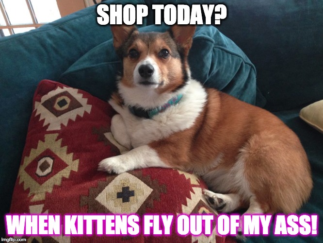 Mindy's take on Black Friday | SHOP TODAY? WHEN KITTENS FLY OUT OF MY ASS! | image tagged in corgi | made w/ Imgflip meme maker
