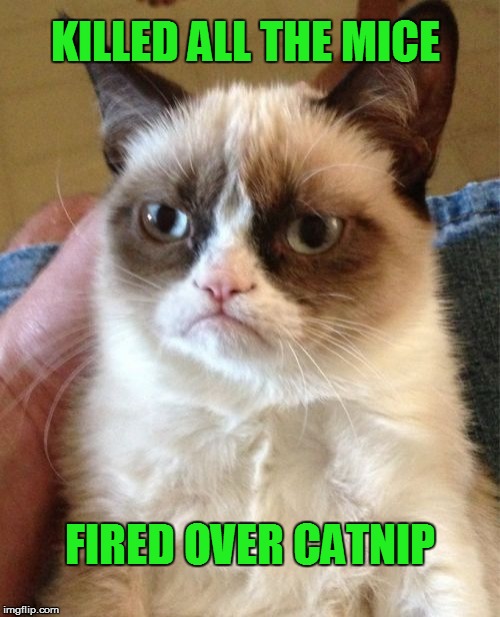 Fired Over Catnip  | KILLED ALL THE MICE FIRED OVER CATNIP | image tagged in memes,grumpy cat,cats,catnip,drug test,fired | made w/ Imgflip meme maker