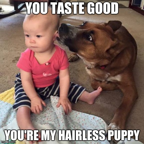 YOU TASTE GOOD YOU'RE MY HAIRLESS PUPPY | image tagged in puppy,tasty | made w/ Imgflip meme maker