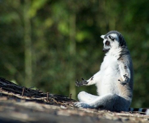 High Quality suricate_yoga Blank Meme Template