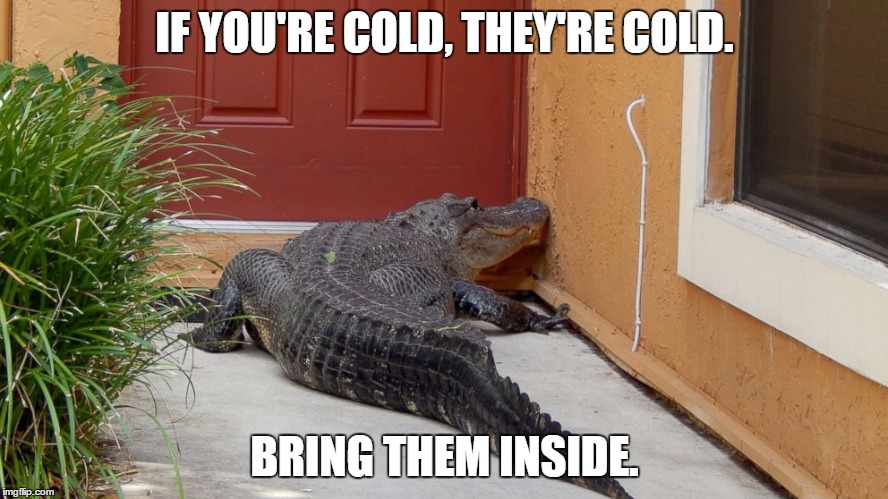 IF YOU'RE COLD, THEY'RE COLD. BRING THEM INSIDE. | image tagged in pets,cold weather | made w/ Imgflip meme maker