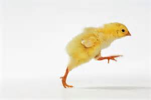 walking chick Blank Meme Template