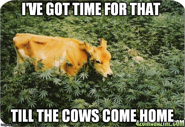 cow in grass | I'VE GOT TIME FOR THAT TILL THE COWS COME HOME | image tagged in cow in grass | made w/ Imgflip meme maker