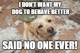 Bad Dog | I DON'T WANT MY DOG TO BEHAVE BETTER SAID NO ONE EVER! | image tagged in dog trick | made w/ Imgflip meme maker