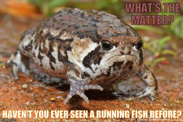Grumpy Toad Meme | WHAT'S THE MATTER? HAVEN'T YOU EVER SEEN A RUNNING FISH BEFORE? | image tagged in memes,grumpy toad | made w/ Imgflip meme maker