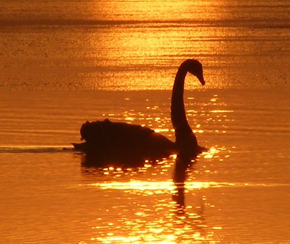 High Quality swan at sunset Blank Meme Template