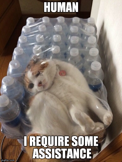 a day in the life of my cat | HUMAN I REQUIRE SOME ASSISTANCE | image tagged in cat,funny,meme,plz upvote,lol | made w/ Imgflip meme maker