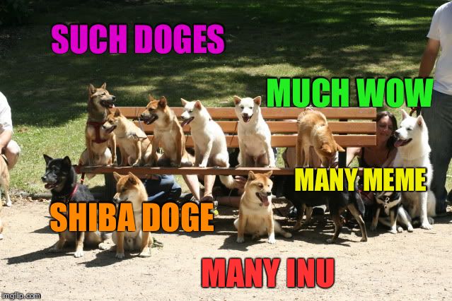 DOGES! | SUCH DOGES MANY INU MUCH WOW SHIBA DOGE MANY MEME | image tagged in doges | made w/ Imgflip meme maker