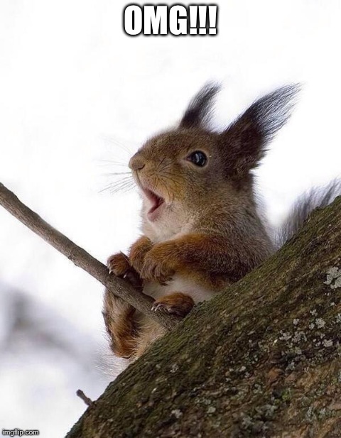 image tagged in amazed squirrel,animals,cute,squirrels,reactions | made w/ Imgflip meme maker