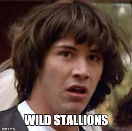 Conspiracy Keanu Meme | WILD STALLIONS | image tagged in memes,conspiracy keanu | made w/ Imgflip meme maker