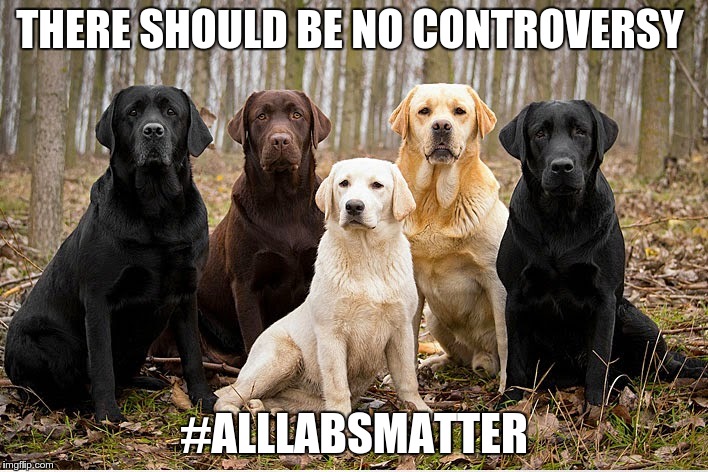 All Labs Matter | THERE SHOULD BE NO CONTROVERSY #ALLLABSMATTER | image tagged in dogs,labradors | made w/ Imgflip meme maker
