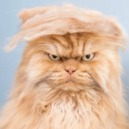 trumpy cat 2 Blank Meme Template