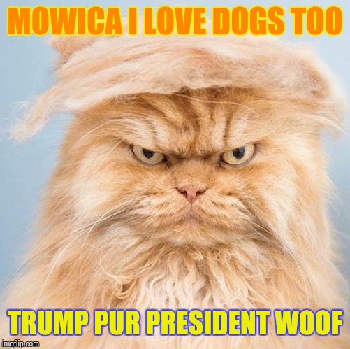 trumpy cat 2 | MOWICA I LOVE DOGS TOO TRUMP PUR PRESIDENT WOOF | image tagged in trumpy cat 2 | made w/ Imgflip meme maker