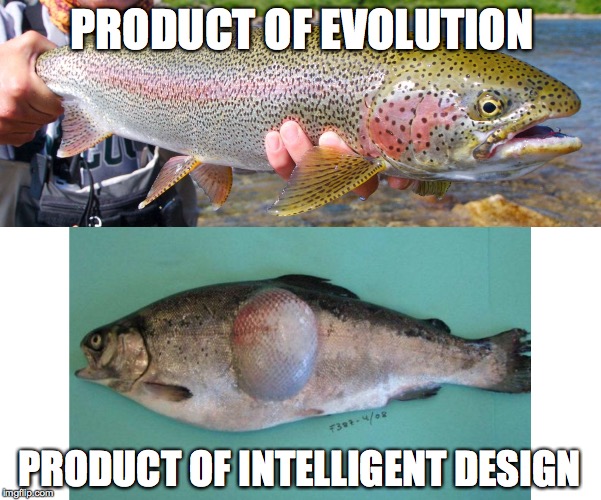 PRODUCT OF EVOLUTION PRODUCT OF INTELLIGENT DESIGN | image tagged in fish,fishing,evolution,intelligence,nature,food | made w/ Imgflip meme maker