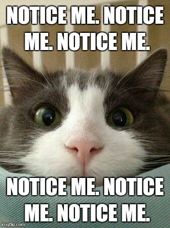 Hello Kitty Cat | NOTICE ME. NOTICE ME. NOTICE ME. NOTICE ME. NOTICE ME. NOTICE ME. | image tagged in hello kitty cat | made w/ Imgflip meme maker