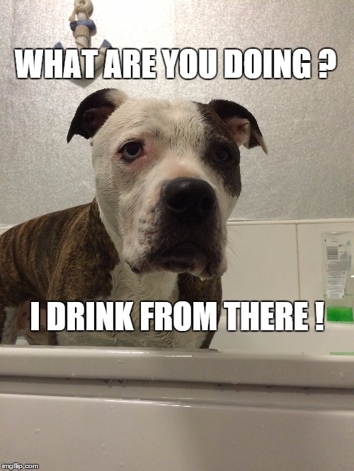 WHAT ARE YOU DOING ? I DRINK FROM THERE ! | image tagged in funny memes,dogs,best,best meme,dog,funny dogs | made w/ Imgflip meme maker