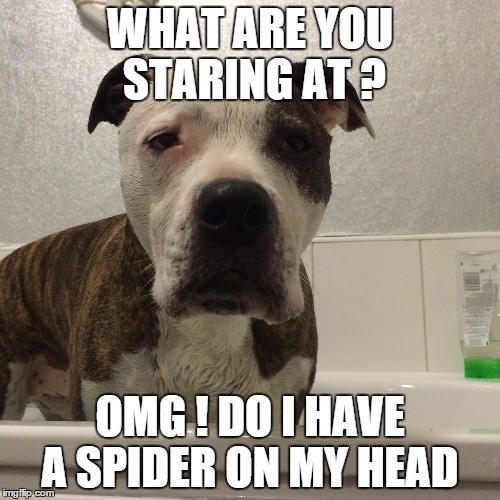 WHAT ARE YOU STARING AT ? OMG ! DO I HAVE A SPIDER ON MY HEAD | image tagged in spider,bath,dog,dogs,funny memes,funny | made w/ Imgflip meme maker