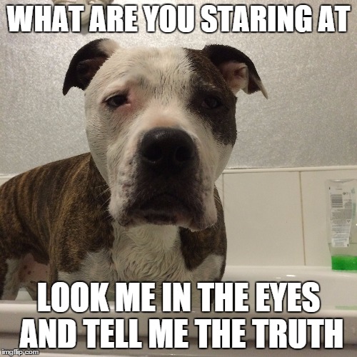 WHAT ARE YOU STARING AT LOOK ME IN THE EYES AND TELL ME THE TRUTH | image tagged in dogs,funny dogs,spiders,bath,funny,dog | made w/ Imgflip meme maker