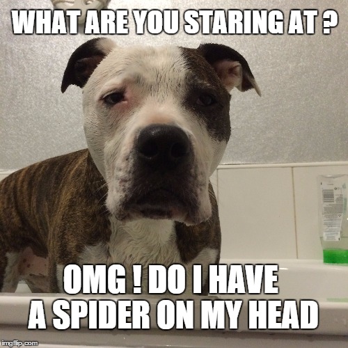 WHAT ARE YOU STARING AT ? OMG ! DO I HAVE A SPIDER ON MY HEAD | image tagged in spiderman,bath,bathroom,dogs,dog,funny memes | made w/ Imgflip meme maker