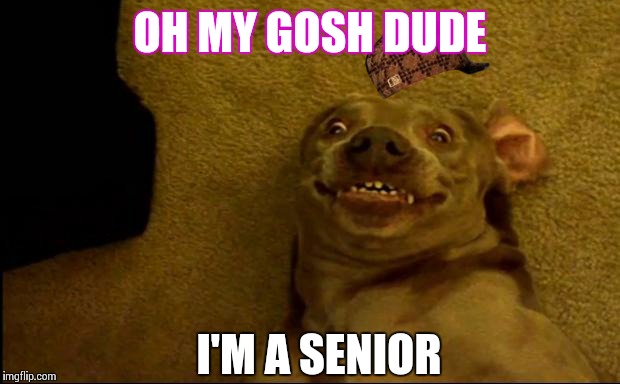 dogs; pets; funny | OH MY GOSH DUDE I'M A SENIOR | image tagged in dogs pets funny,scumbag | made w/ Imgflip meme maker