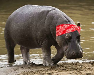 High Quality Hippo_blood Blank Meme Template