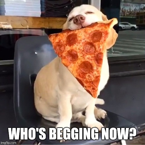 FTW | WHO'S BEGGING NOW? | image tagged in dog,memes,pizza | made w/ Imgflip meme maker