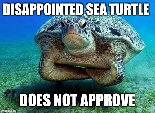 Disappointed sea turtle | DISAPPOINTED SEA TURTLE DOES NOT APPROVE | image tagged in disappointed sea turtle | made w/ Imgflip meme maker