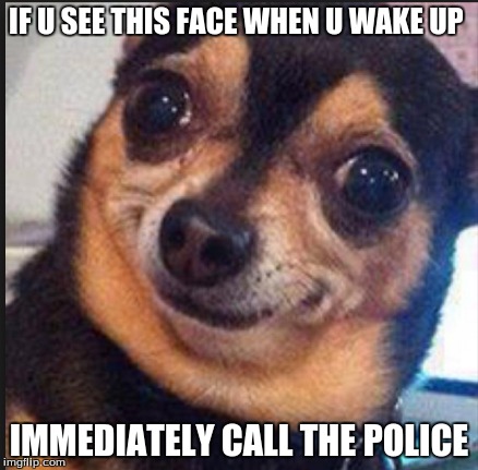 IF U SEE THIS FACE WHEN U WAKE UP IMMEDIATELY CALL THE POLICE | image tagged in dog,creepy,criminal | made w/ Imgflip meme maker