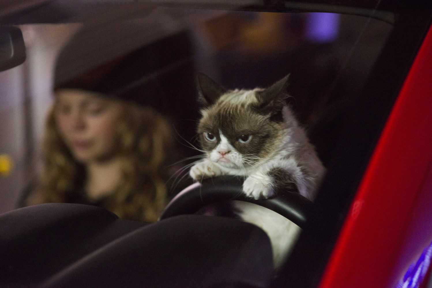 High Quality grumpy cat driving Blank Meme Template