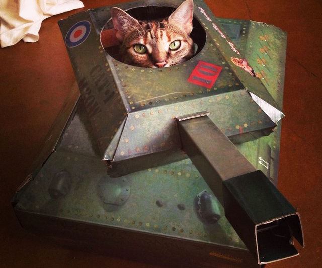 Tank Cat Blank Meme Template