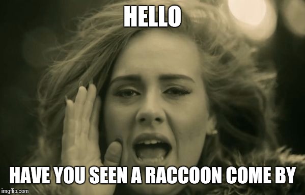 adele hello | HELLO HAVE YOU SEEN A RACCOON COME BY | image tagged in adele hello | made w/ Imgflip meme maker