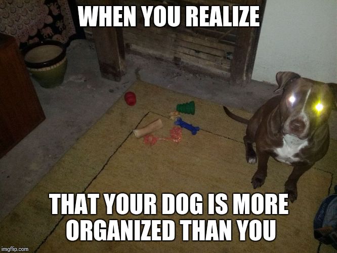 WHEN YOU REALIZE THAT YOUR DOG IS MORE ORGANIZED THAN YOU | image tagged in organized dog | made w/ Imgflip meme maker