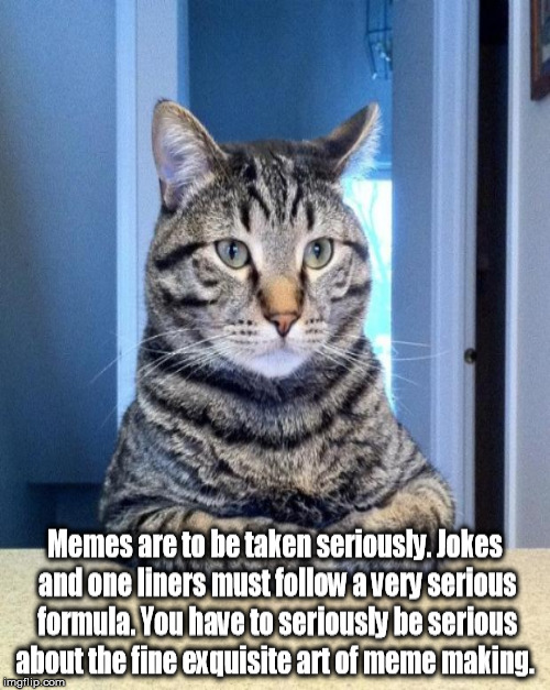 image tagged in memes,serious cat | made w/ Imgflip meme maker