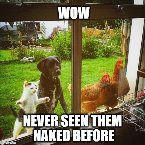 Peeping Animals | WOW NEVER SEEN THEM NAKED BEFORE | image tagged in funny animals | made w/ Imgflip meme maker