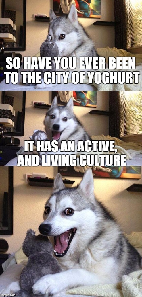 Bad Pun Dog | SO HAVE YOU EVER BEEN TO THE CITY OF YOGHURT IT HAS AN ACTIVE, AND LIVING CULTURE | image tagged in memes,bad pun dog | made w/ Imgflip meme maker