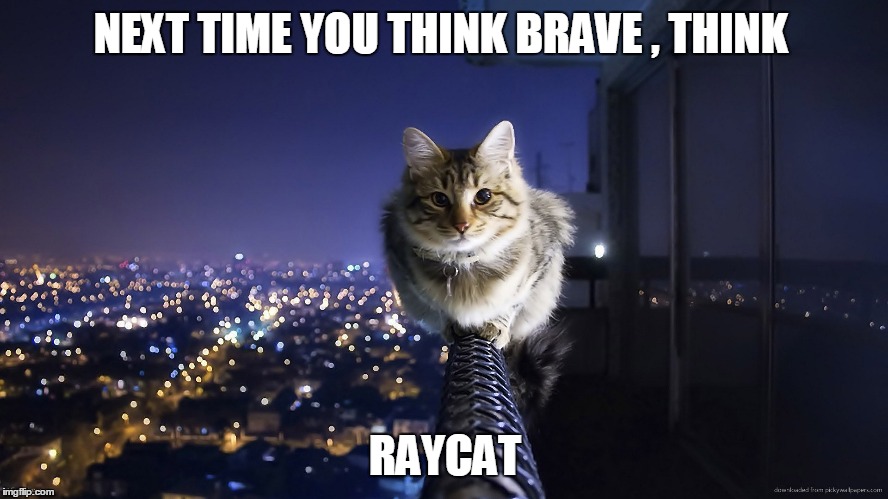 meet Raycat  | NEXT TIME YOU THINK BRAVE , THINK RAYCAT | image tagged in raydog,vs | made w/ Imgflip meme maker