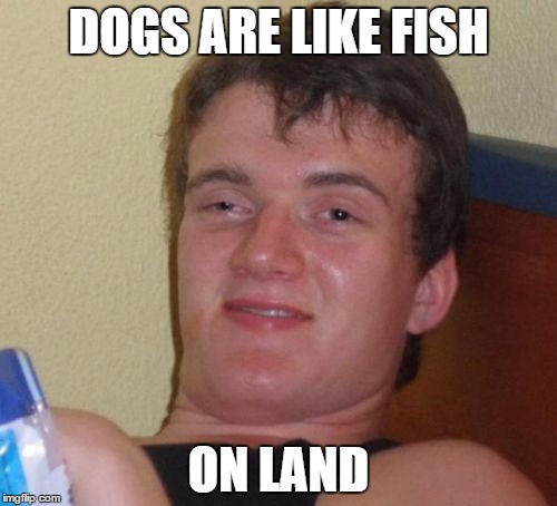 10 Guy Meme | DOGS ARE LIKE FISH ON LAND | image tagged in memes,10 guy | made w/ Imgflip meme maker