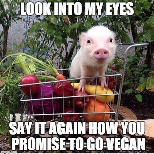 baby pig please do not eat bacon | LOOK INTO MY EYES SAY IT AGAIN HOW YOU PROMISE TO GO VEGAN | image tagged in baby pig please do not eat bacon | made w/ Imgflip meme maker