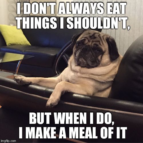 Most interesting pug in the world | I DON'T ALWAYS EAT THINGS I SHOULDN'T, BUT WHEN I DO, I MAKE A MEAL OF IT | image tagged in most interesting pug in the world | made w/ Imgflip meme maker