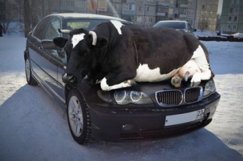 Cow on car bmw Blank Meme Template