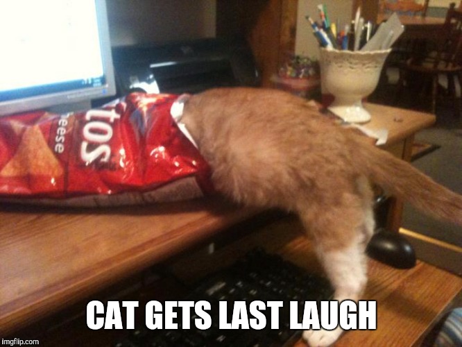CAT GETS LAST LAUGH | made w/ Imgflip meme maker