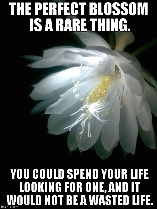 Perfect blossom | THE PERFECT BLOSSOM IS A RARE THING. YOU COULD SPEND YOUR LIFE LOOKING FOR ONE, AND IT WOULD NOT BE A WASTED LIFE. | image tagged in flowers,flower,blossom,samurai | made w/ Imgflip meme maker