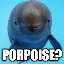 PORPOISE? | made w/ Imgflip meme maker