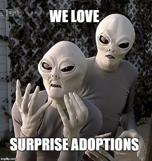 this is why | WE LOVE SURPRISE ADOPTIONS | image tagged in this is why | made w/ Imgflip meme maker